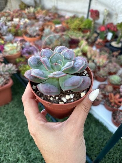 Echeveria Raindrops