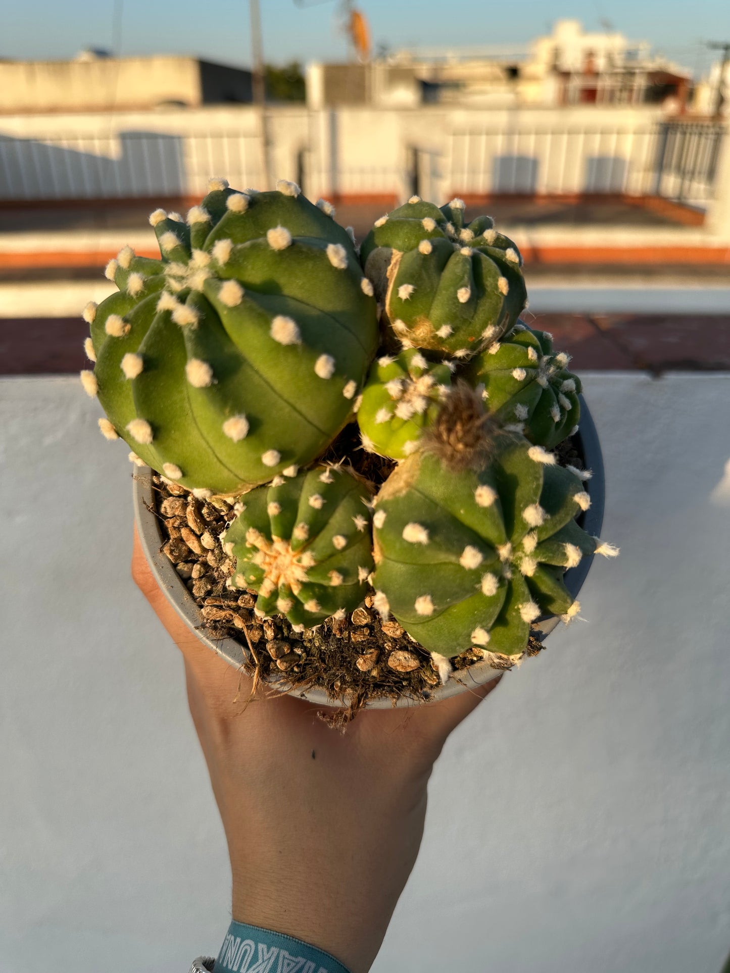 Echinopsis Subdenudata “Cactus Linterna”