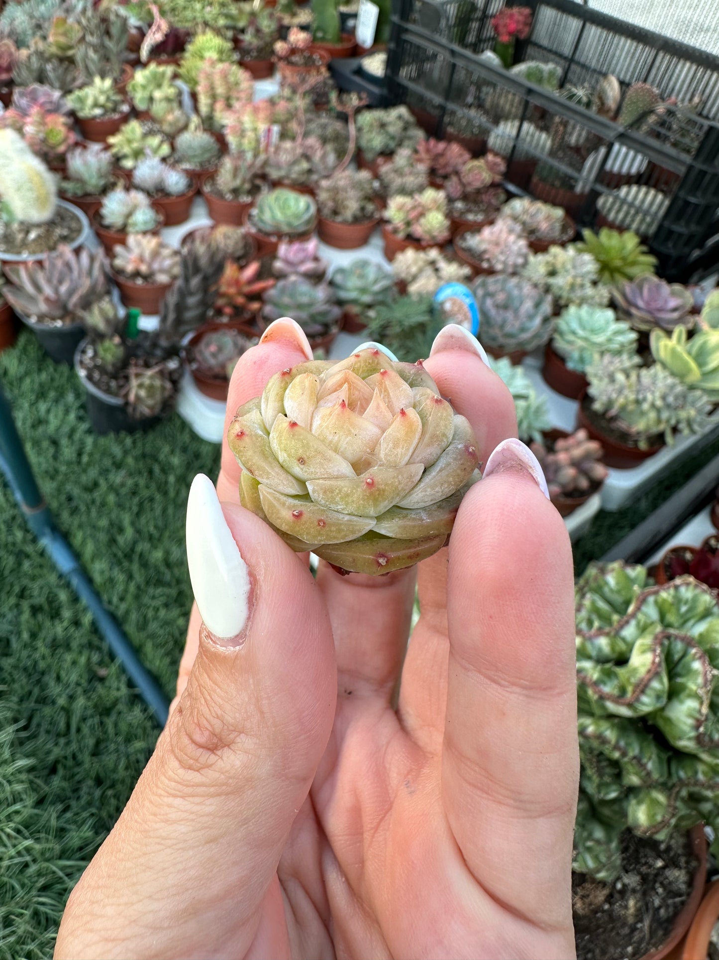 Echeveria Daiquiri