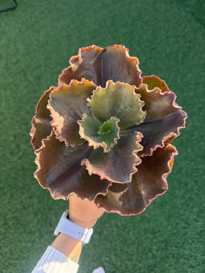 Echeveria Crenulata