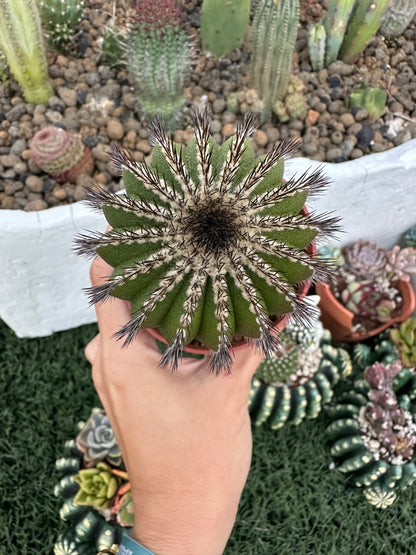 Uebelmannia Pectinifera