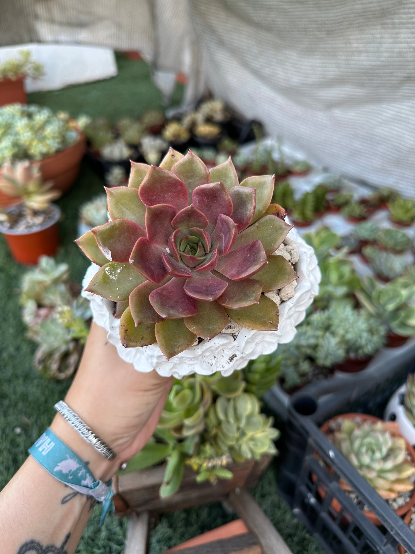 Echeveria Mina