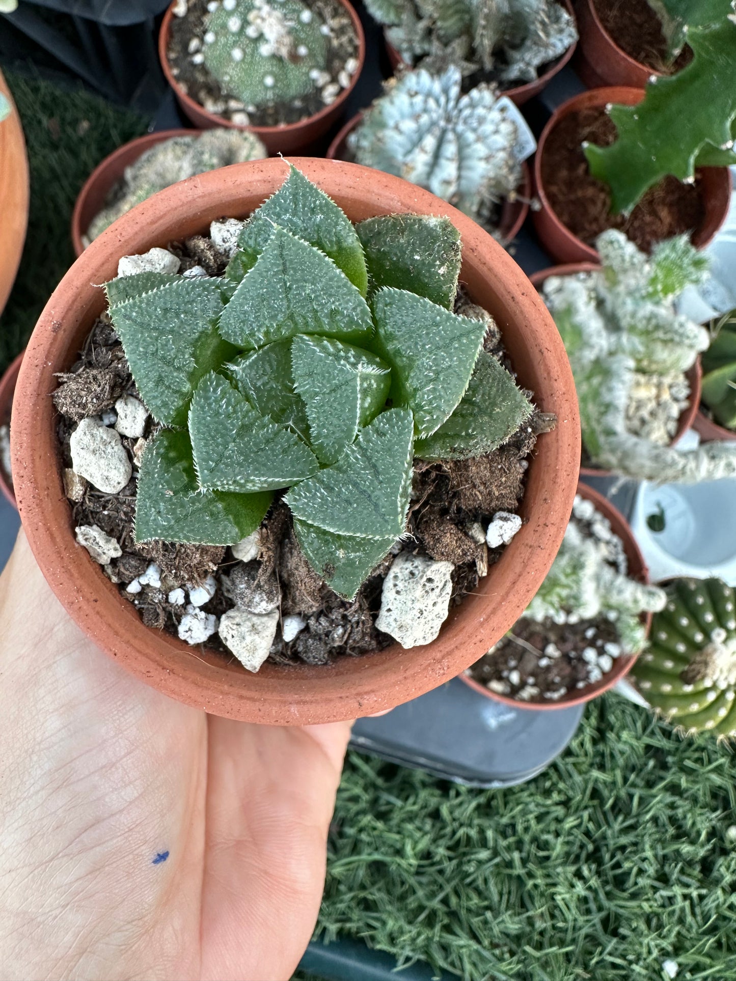 Haworthia