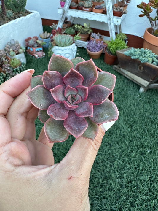 Echeveria Mina