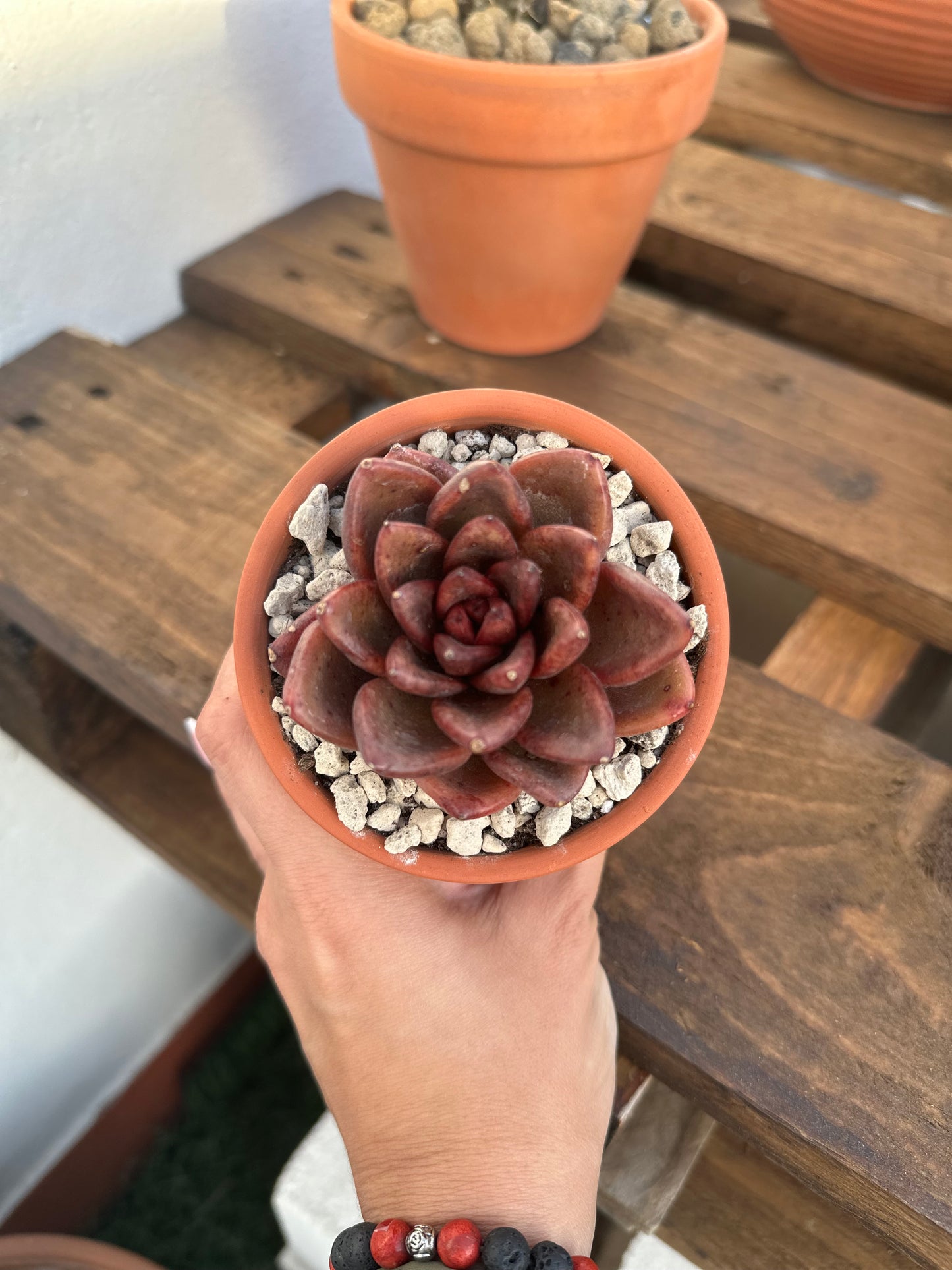 Echeveria Nike