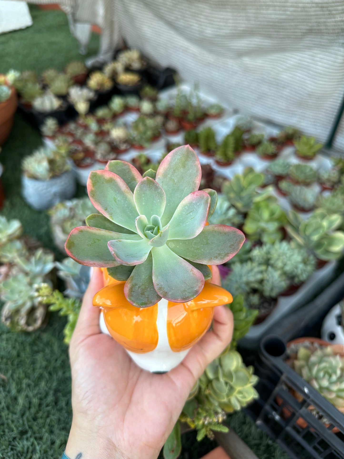 Echeveria Pink Vera variegata
