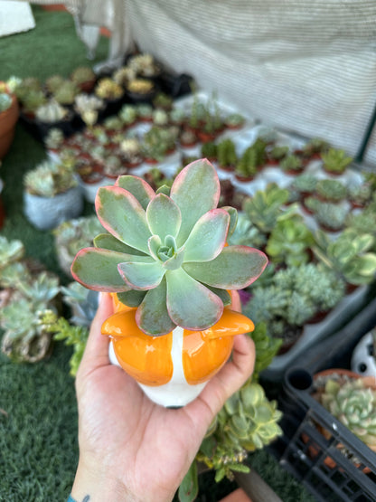 Echeveria Pink Vera variegata