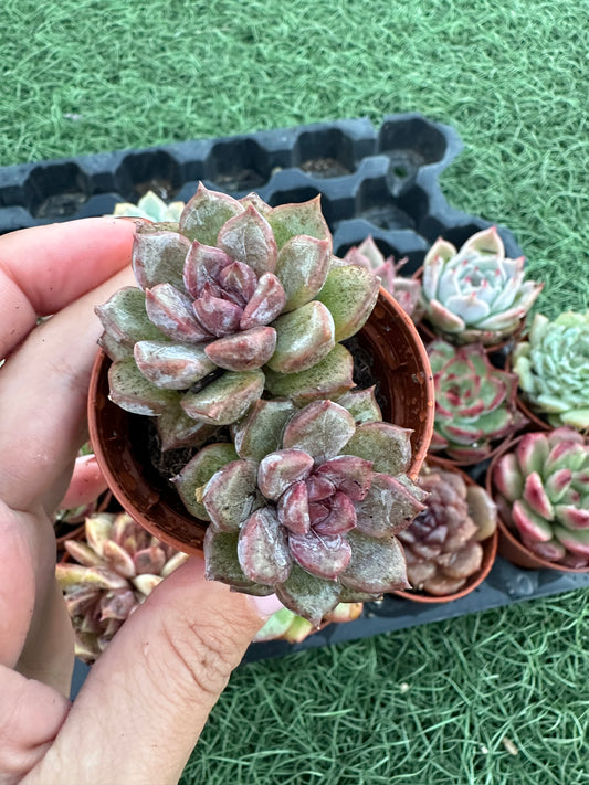 Echeveria Coreana