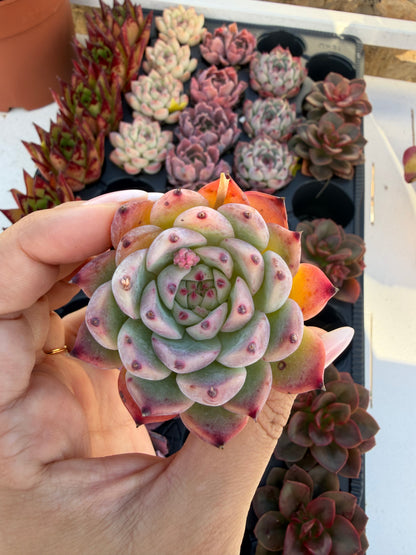Echeveria Chihuahuaensis