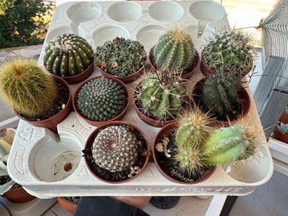 Surtido Cactus