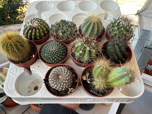 Surtido Cactus