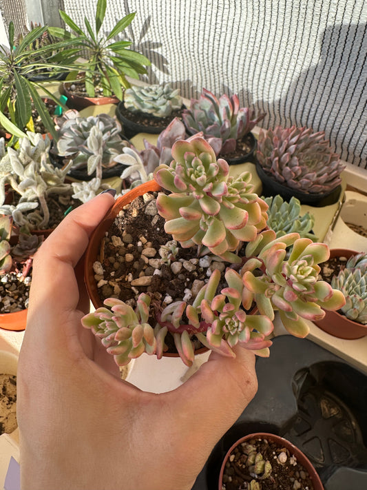 Sedum Joyce Tulloch