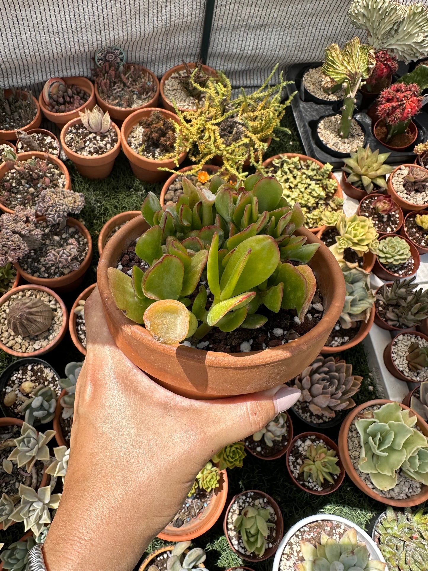 Crassula Ovata Gollum (Oreja de Shrek)