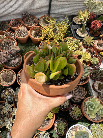 Crassula Ovata Gollum (Oreja de Shrek)