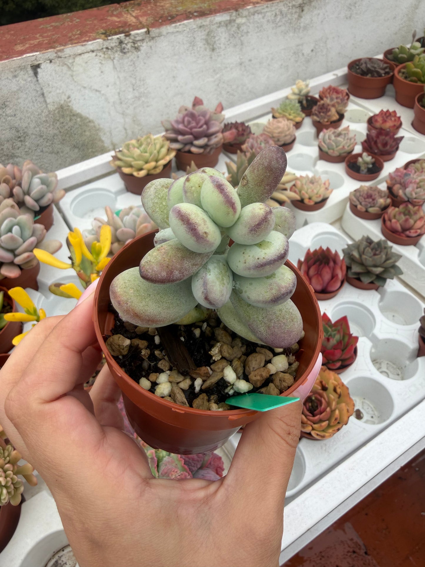 Cotyledon orbiculata oophylla