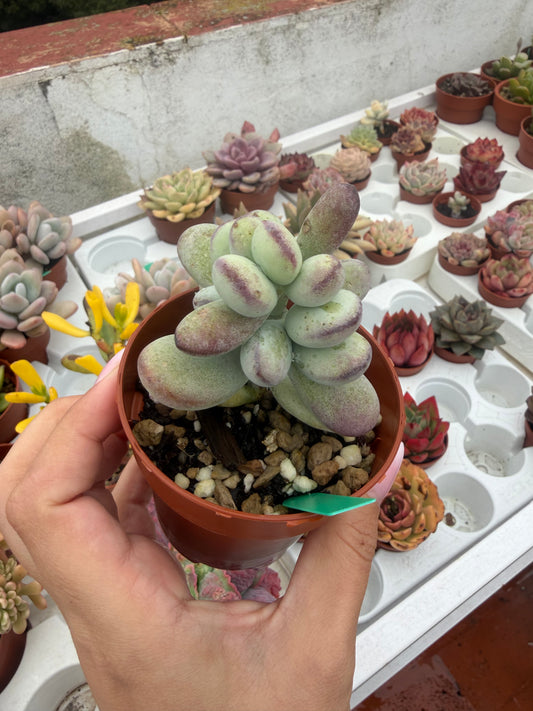 Cotyledon orbiculata oophylla