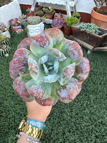 Echeveria Raindrops (13cm)