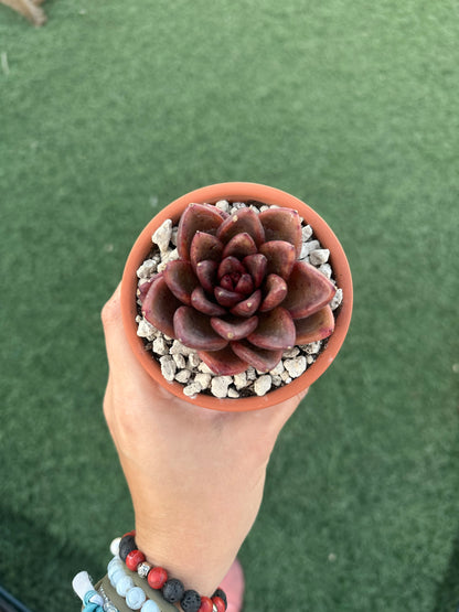 Echeveria Nike