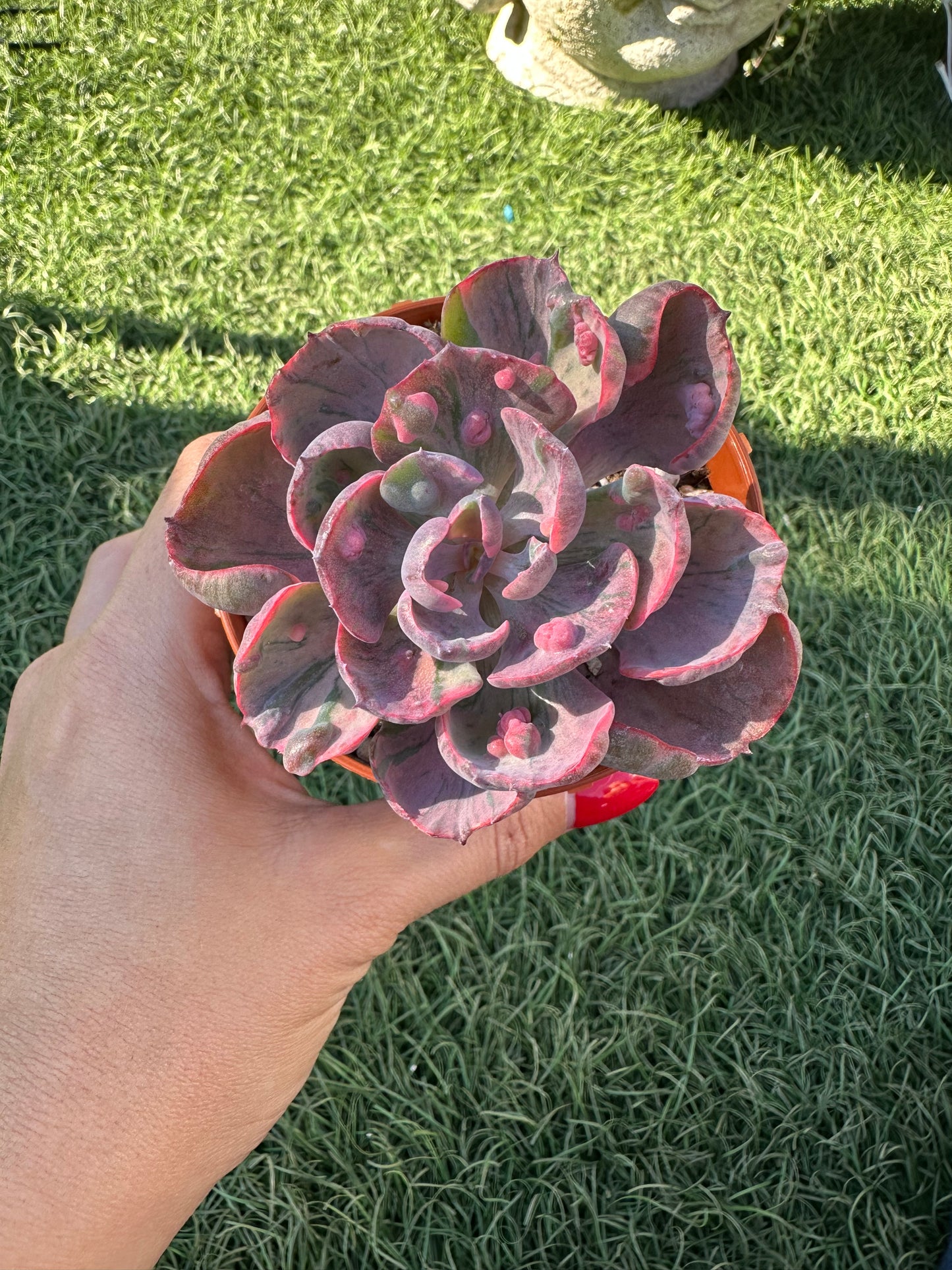 Echeveria Beyonce Variegata