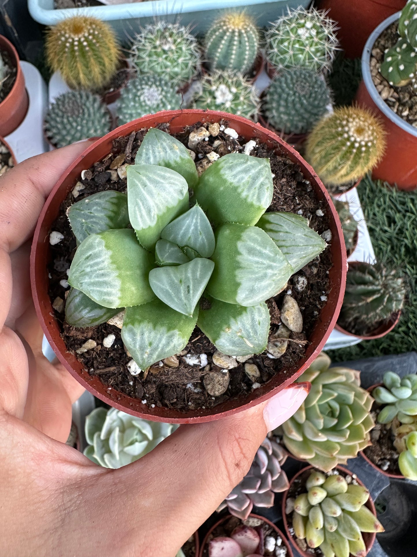 Haworthia