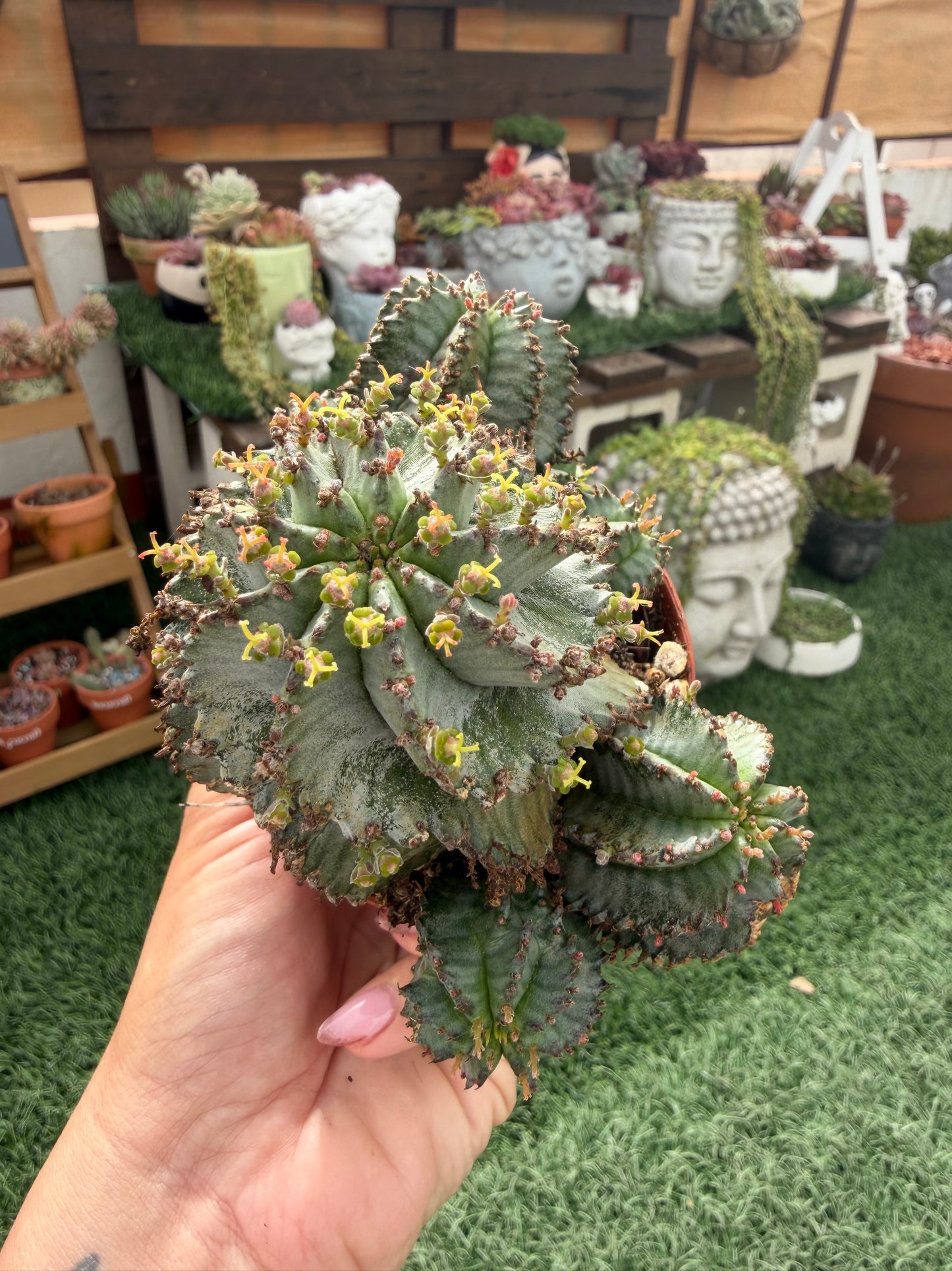 Euphorbia horrida