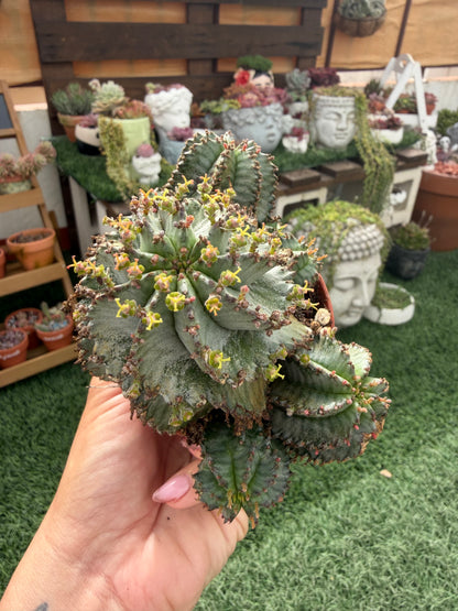 Euphorbia horrida