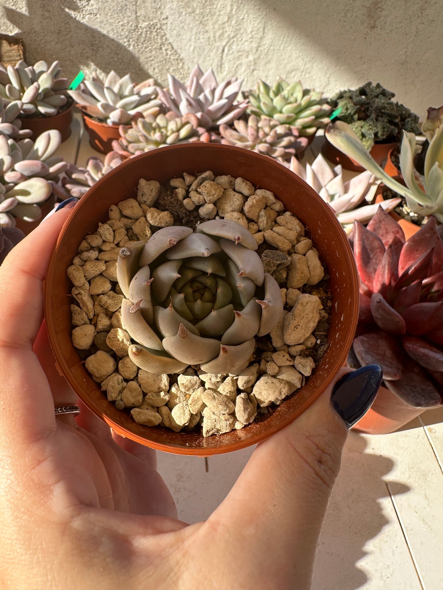 Echeveria Tobarensis