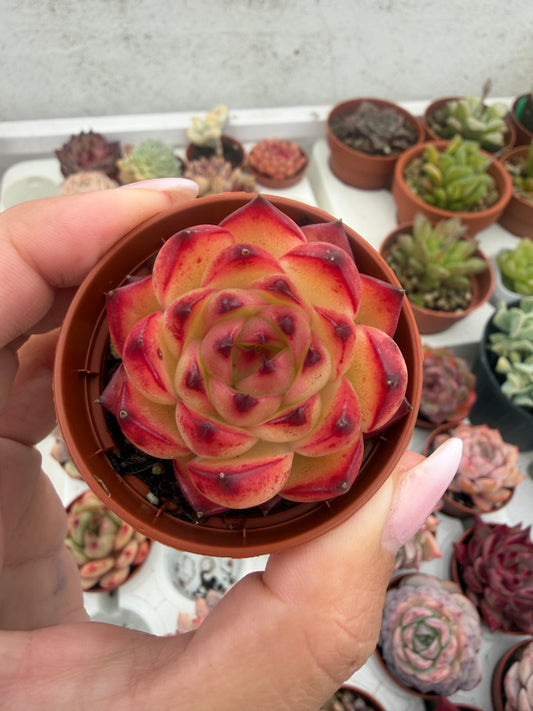 Echeveria Coreana