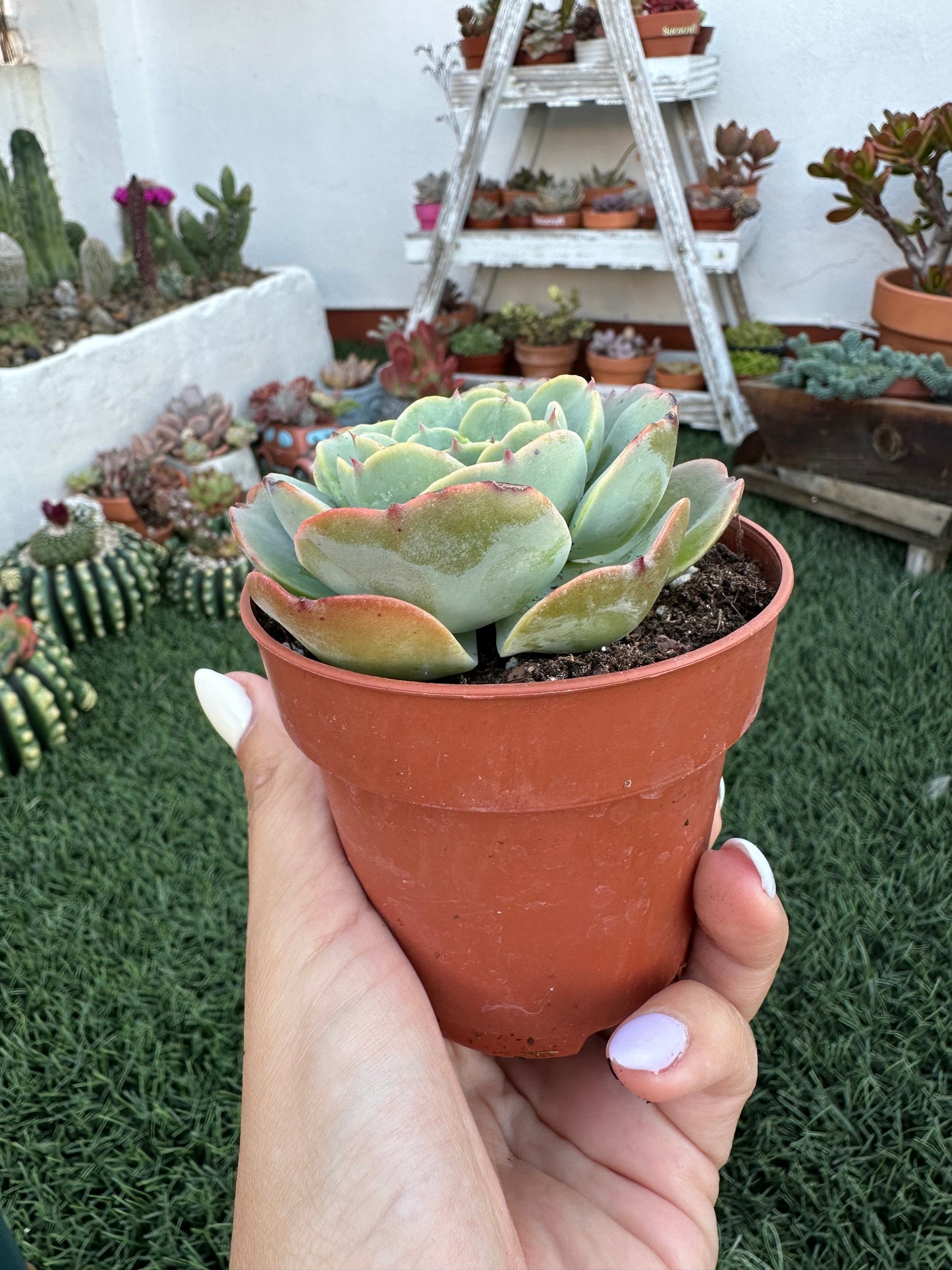 Echeveria Secunda Tixacala