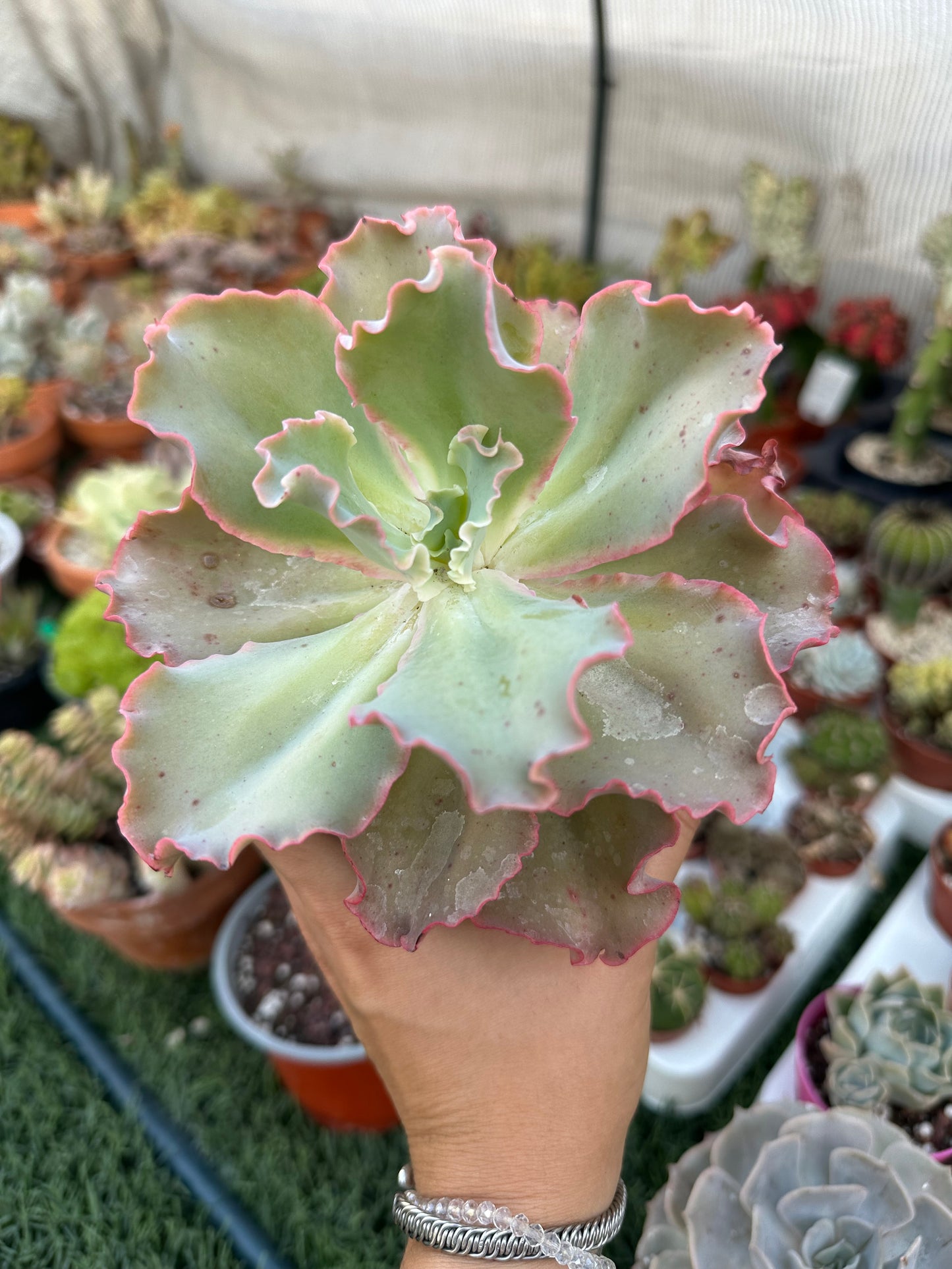 Echeveria Giant Blue