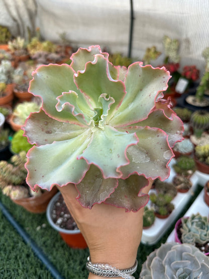 Echeveria Giant Blue