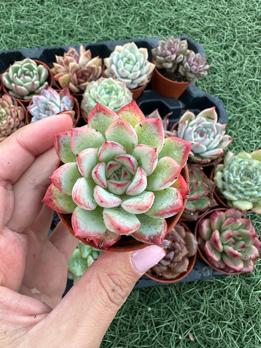 Echeveria Coreana