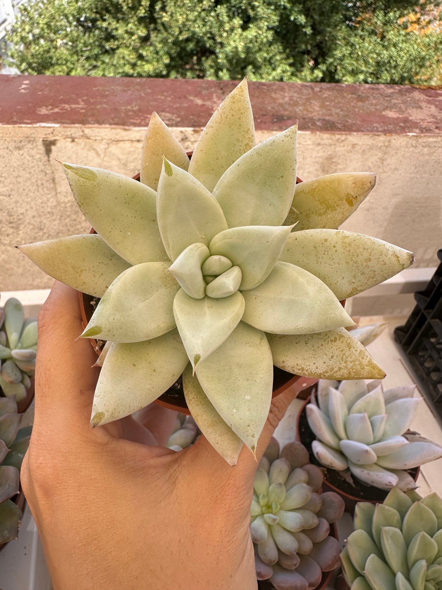 Echeveria Mexican Giant