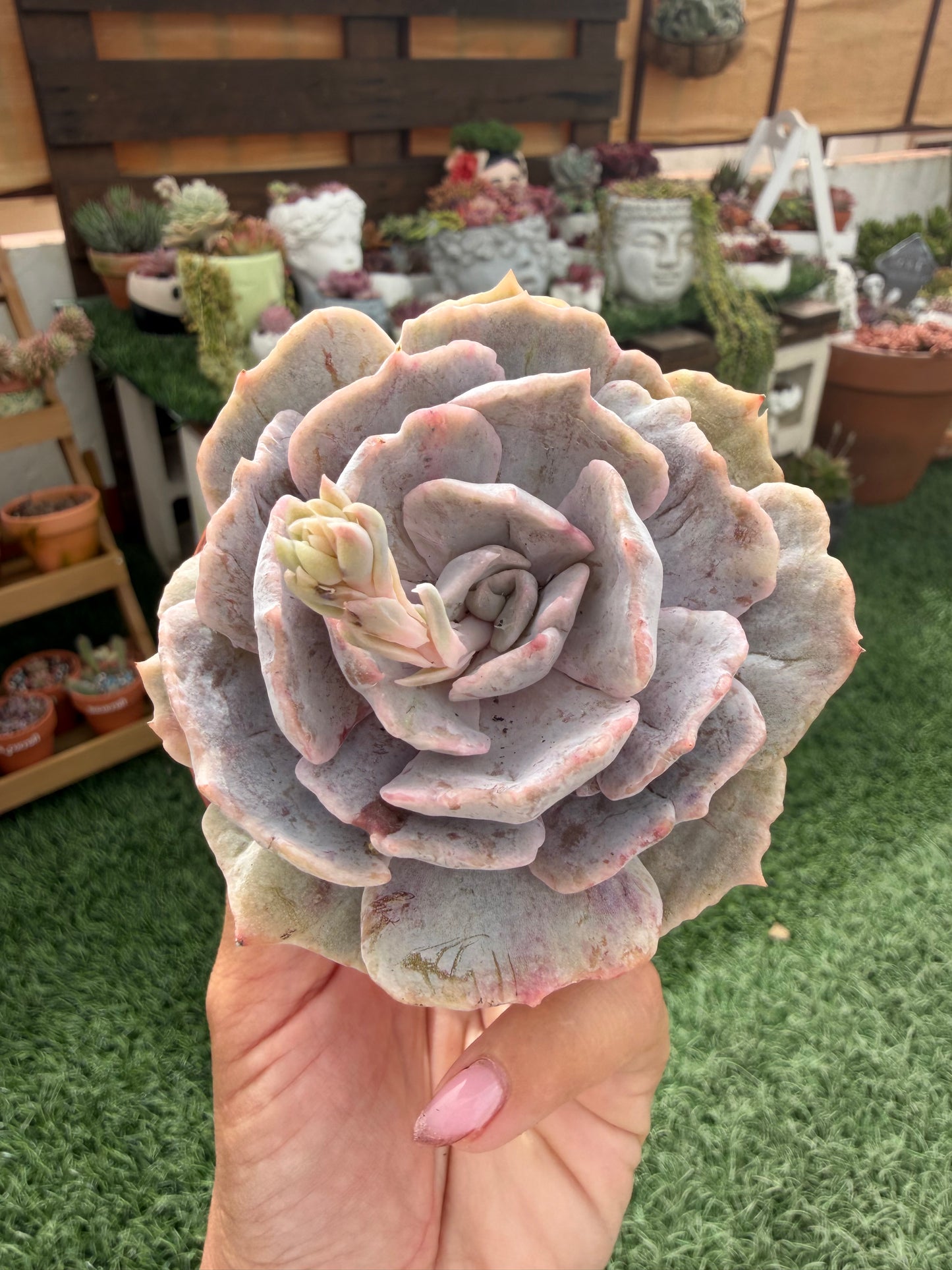 Echeveria Lilacina Marble Variegata