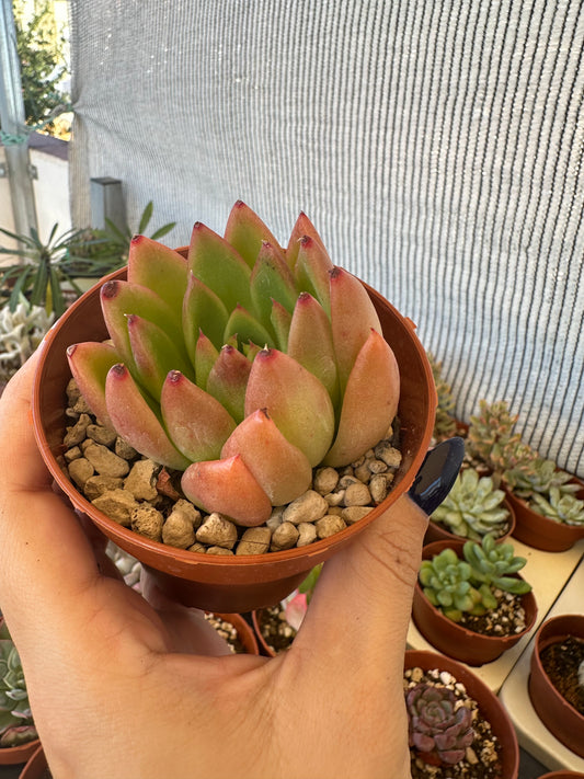 Echeveria Agavoides Gilva