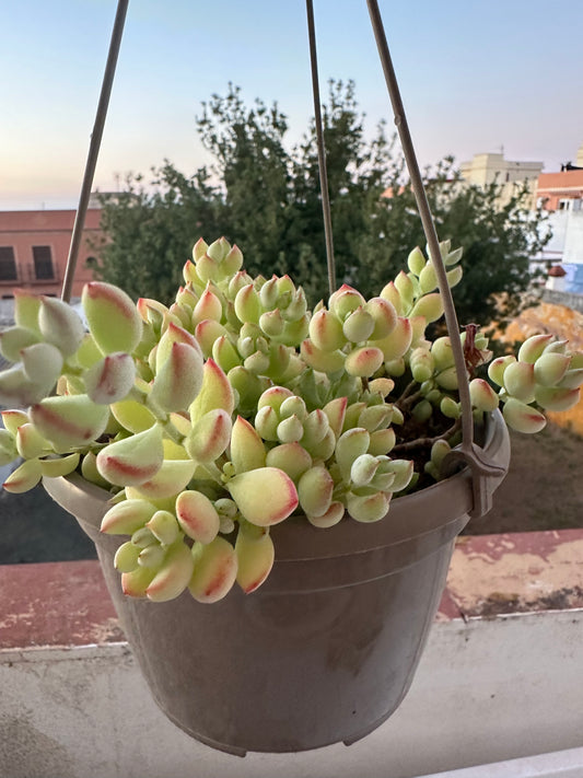 Cotyledon pendens