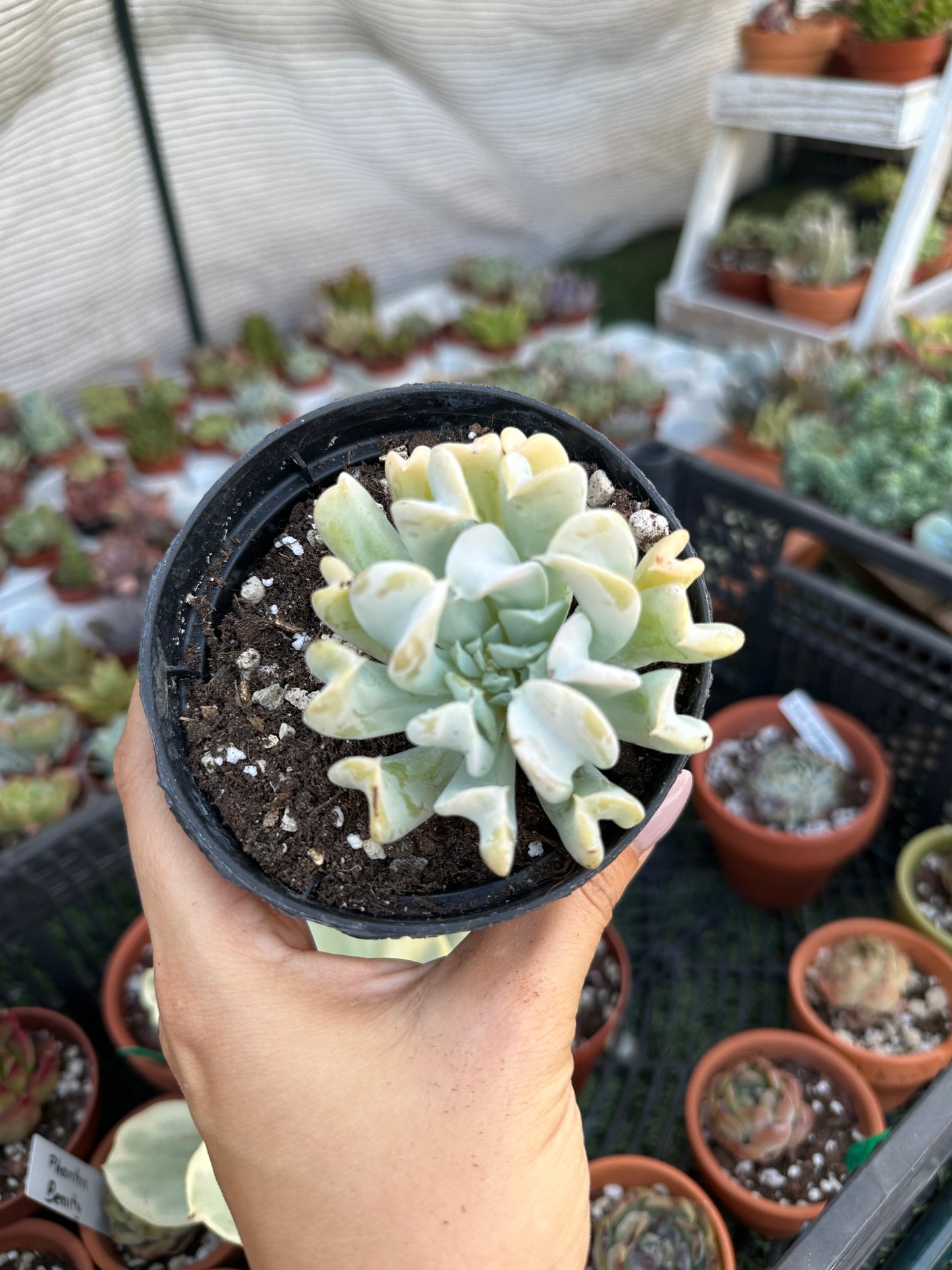 Echeveria Topsy Turvy 8,5cm