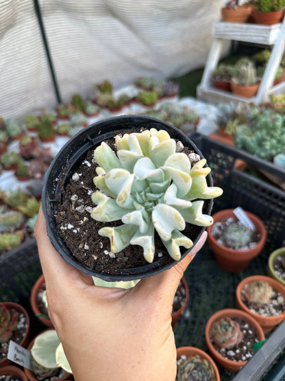 Echeveria Topsy Turvy 8,5cm