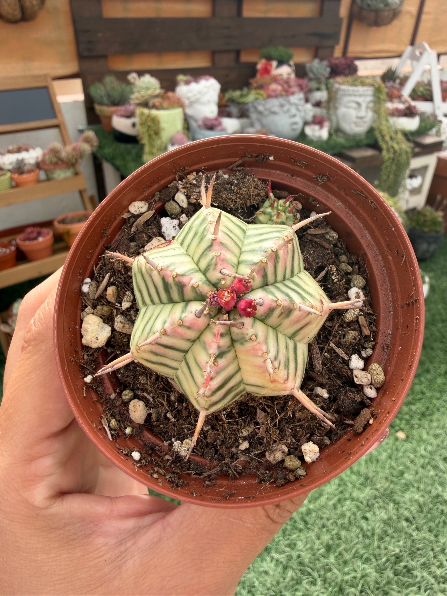 Euphorbia Melomorfis Variegata