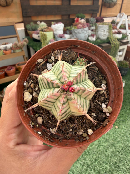 Euphorbia Melomorfis Variegata