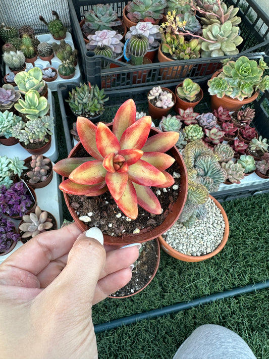 Sedum Nussbaumerianum