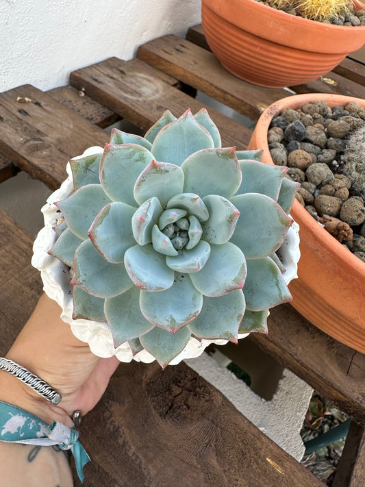 Echeveria Blue Bird
