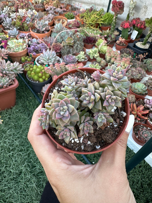 Sedeveria Pink Granite