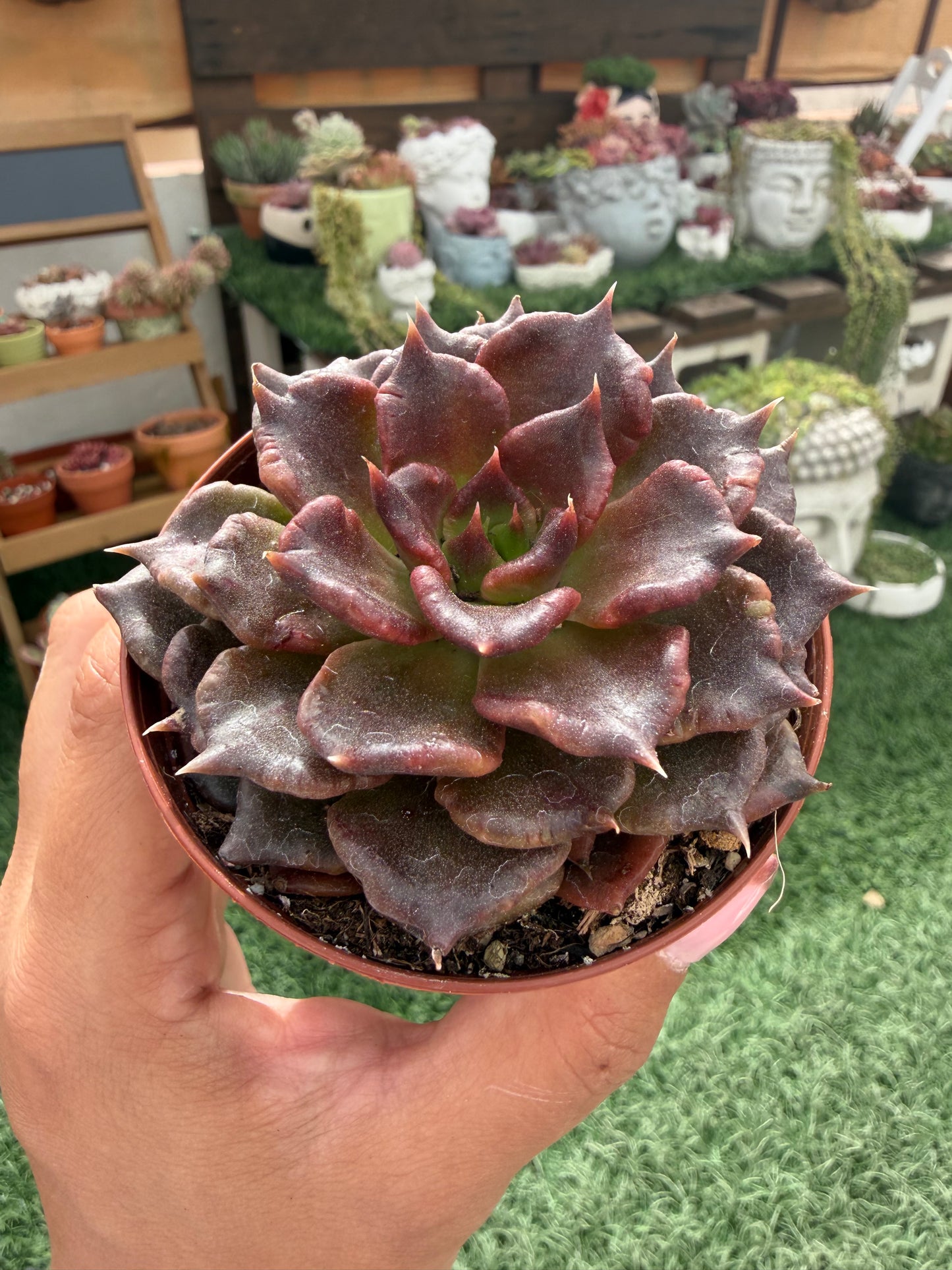 Echeveria Super Bowl