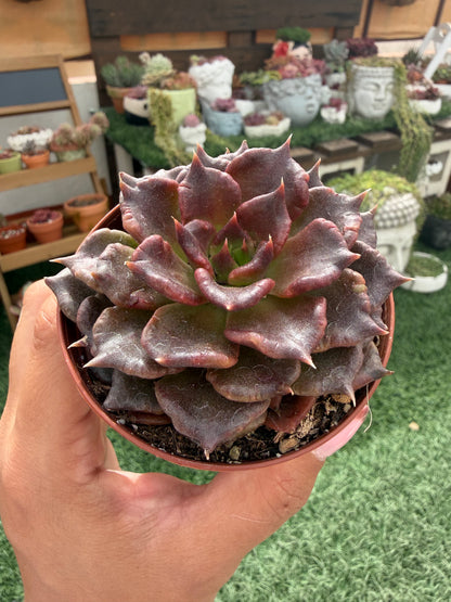 Echeveria Super Bowl