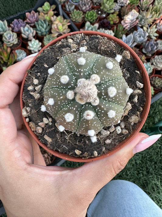 Astrophytum Asterias Super Kabuto
