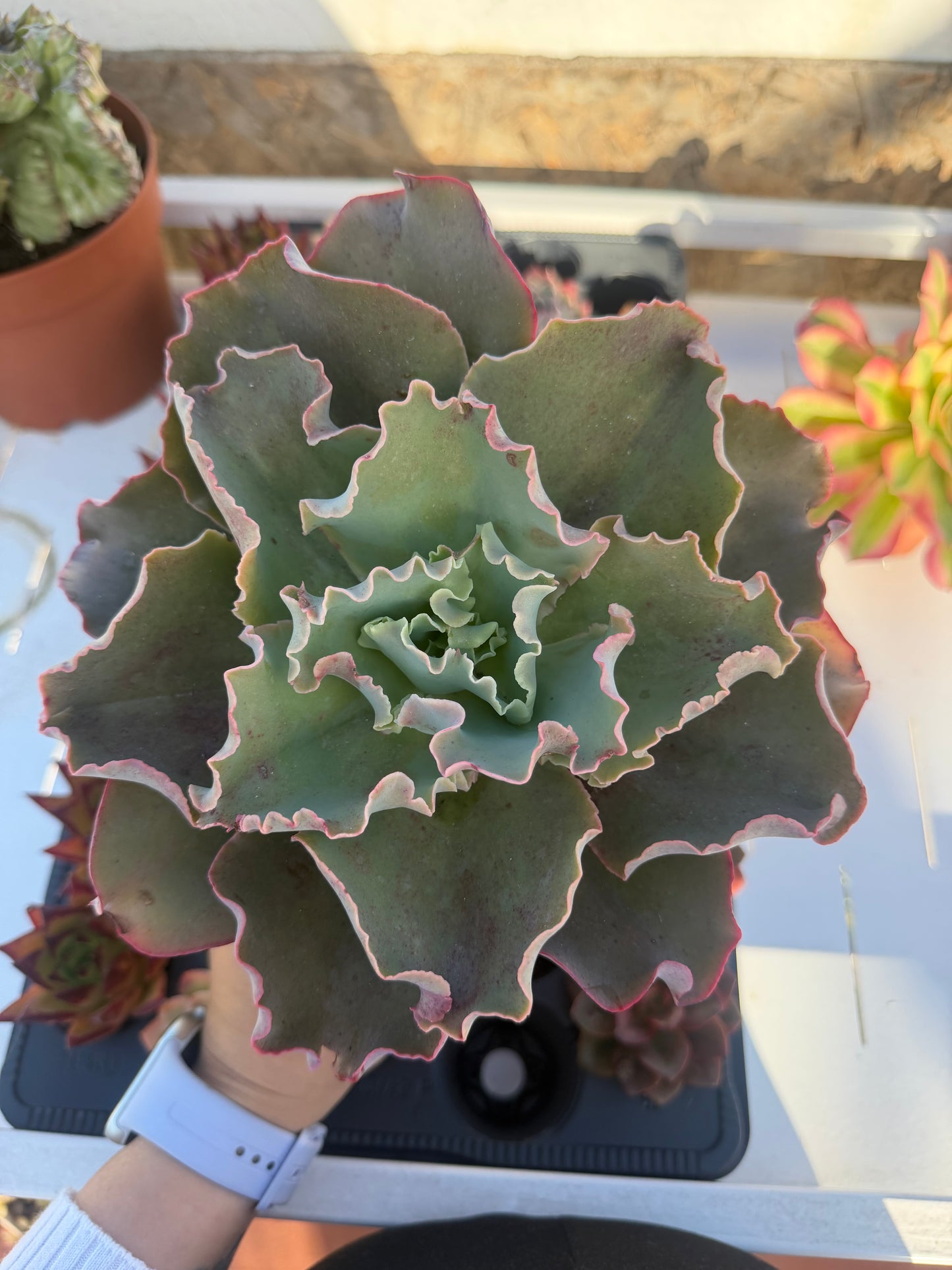 Echeveria Giant Blue