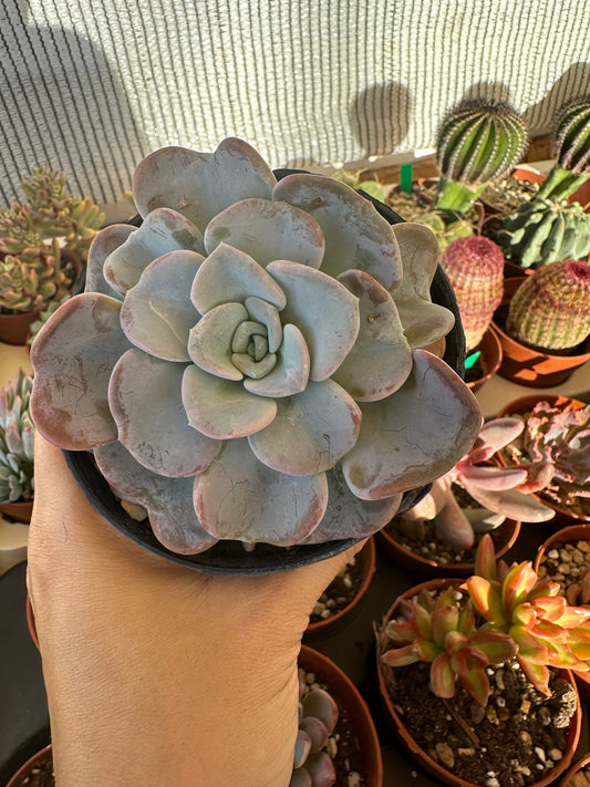 Echeveria Orpet