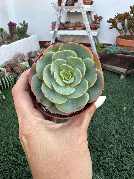 Echeveria Secunda Tixacala