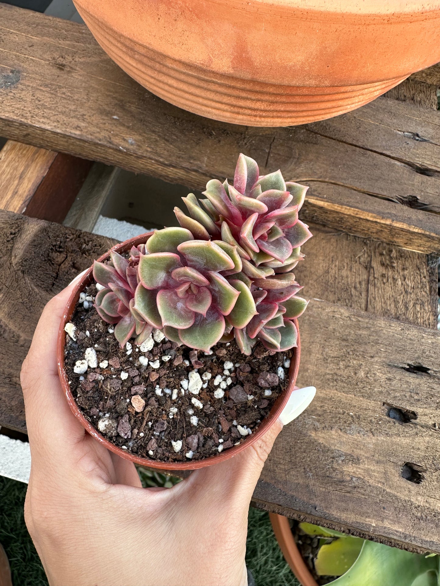 Echeveria Zestar